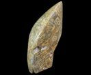 Free-Standing Polished Fossil Coral (Actinocyathus) Display #69347-1